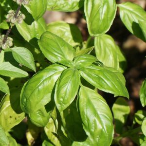 バジル