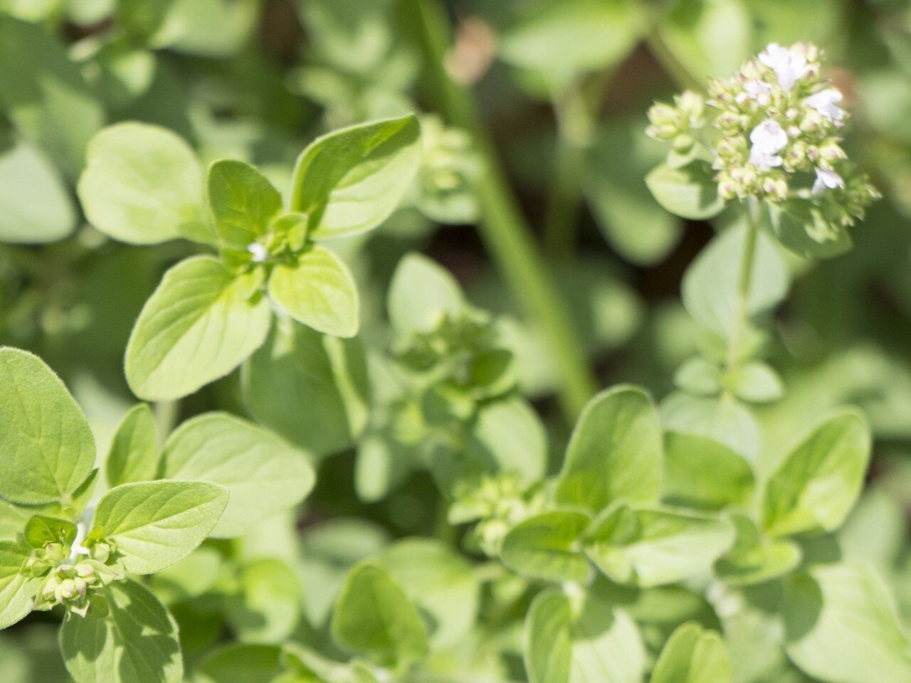 スイートマージョラム